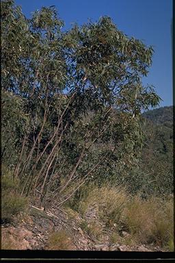APII jpeg image of Eucalyptus pumila  © contact APII