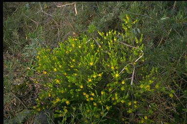 APII jpeg image of Persoonia acerosa  © contact APII