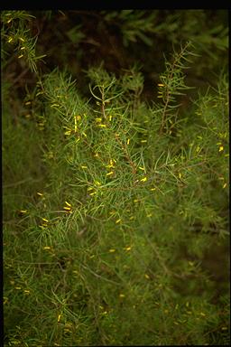 APII jpeg image of Persoonia nutans  © contact APII