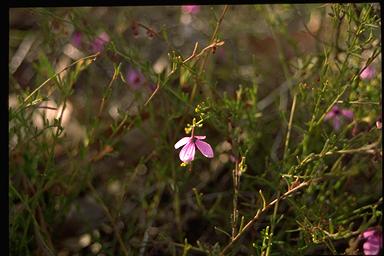 APII jpeg image of Tetratheca glandulosa  © contact APII