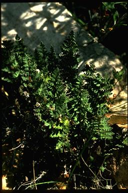 APII jpeg image of Cheilanthes lasiophylla  © contact APII