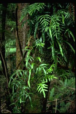 APII jpeg image of Zealandia pustulata  © contact APII