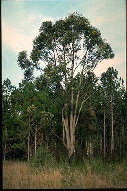 APII jpeg image of Eucalyptus robusta  © contact APII