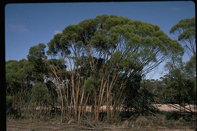 APII jpeg image of Eucalyptus spathulata var. grandiflora  © contact APII
