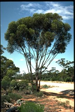 APII jpeg image of Eucalyptus spreta  © contact APII