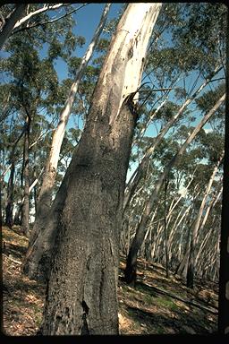 APII jpeg image of Eucalyptus stenostoma  © contact APII