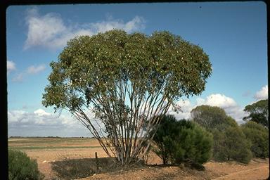 APII jpeg image of Eucalyptus stowardii  © contact APII
