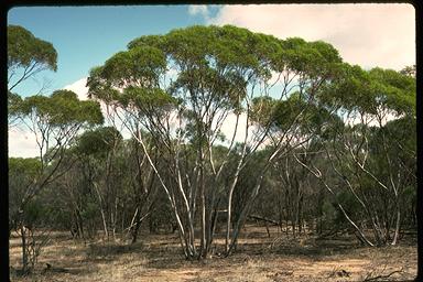 APII jpeg image of Eucalyptus subangusta subsp. subangusta  © contact APII