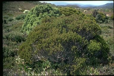 APII jpeg image of Eucalyptus vernicosa  © contact APII