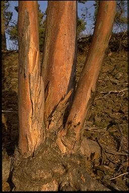 APII jpeg image of Eucalyptus vicina  © contact APII