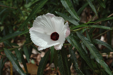 APII jpeg image of Hibiscus divaricatus  © contact APII