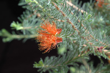 APII jpeg image of Eremaea pauciflora var. lonchophylla  © contact APII
