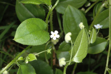 APII jpeg image of Austrocynoglossum latifolium  © contact APII