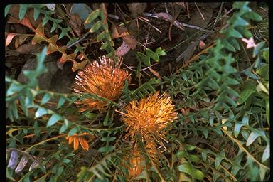 APII jpeg image of Banksia octotriginta  © contact APII