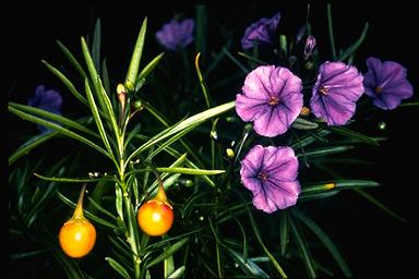 APII jpeg image of Solanum linearifolium  © contact APII