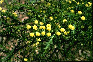 APII jpeg image of Acacia alata var. biglandulosa  © contact APII