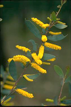 APII jpeg image of Acacia burrowii  © contact APII