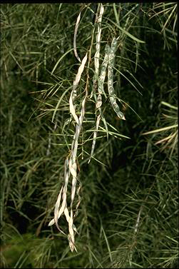 APII jpeg image of Acacia iteaphylla  © contact APII