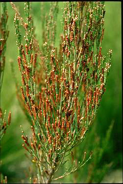 APII jpeg image of Allocasuarina zephyrea subsp. zephyrea  © contact APII