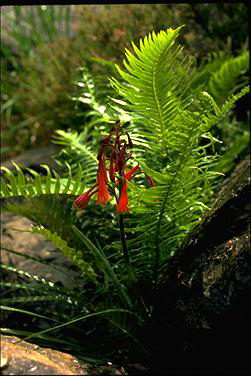 APII jpeg image of Blandfordia punicea  © contact APII