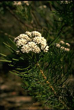 APII jpeg image of Conospermum mitchellii  © contact APII
