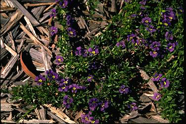 APII jpeg image of Dampiera diversifolia  © contact APII