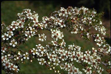 APII jpeg image of Leptospermum juniperinum  © contact APII