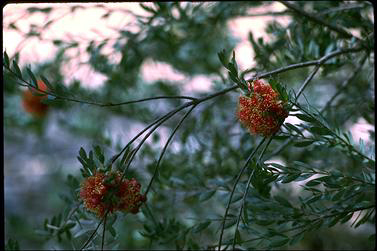 APII jpeg image of Melaleuca fulgens subsp. steedmanii  © contact APII
