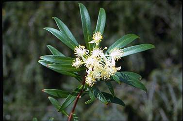 APII jpeg image of Tasmannia stipitata  © contact APII