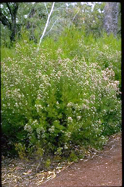 APII jpeg image of Chamelaucium uncinatum 'Snow Flakes'  © contact APII