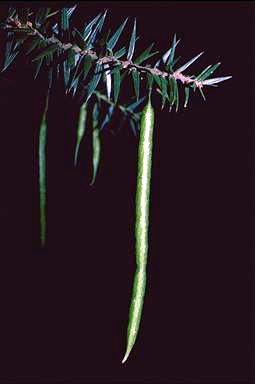 APII jpeg image of Acacia oxycedrus  © contact APII