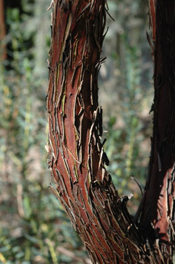 APII jpeg image of Eucalyptus websteriana subsp. norsemanica  © contact APII