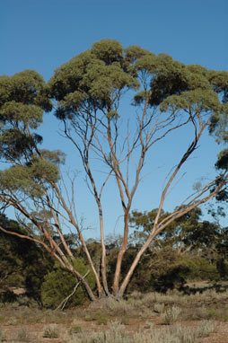 APII jpeg image of Eucalyptus socialis  © contact APII
