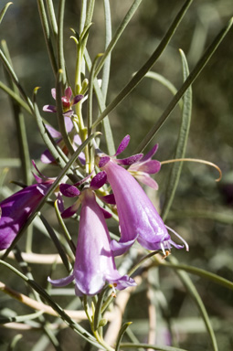 APII jpeg image of Eremophila oppositifolia 'Royal Purple'  © contact APII