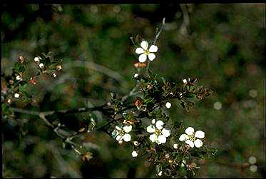 APII jpeg image of Leptospermum blakelyi  © contact APII