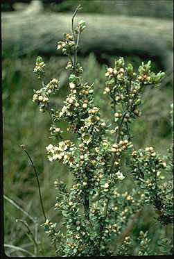 APII jpeg image of Leptospermum gregarium  © contact APII