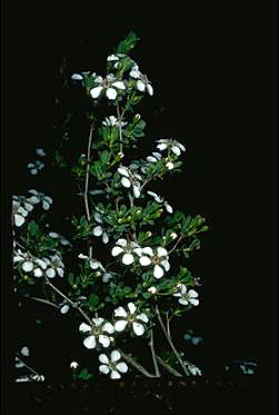 APII jpeg image of Leptospermum nitens  © contact APII