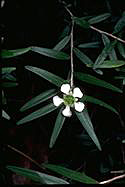Leptospermum petersonii - click for larger image