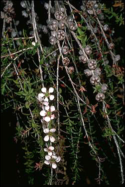 APII jpeg image of Leptospermum squarrosum  © contact APII