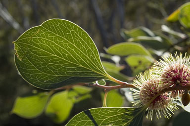 APII jpeg image of Hakea petiolaris subsp. trichophylla  © contact APII