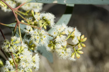 APII jpeg image of Eucalyptus largiflorens  © contact APII