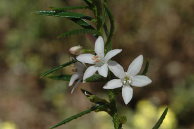 APII jpeg image of Philotheca scabra subsp. latifolia  © contact APII