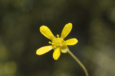 APII jpeg image of Ranunculus glabrifolius  © contact APII