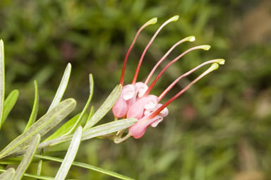 APII jpeg image of Grevillea obtusifolia  © contact APII