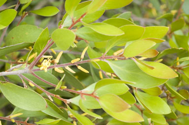 APII jpeg image of Persoonia stradbrokensis  © contact APII