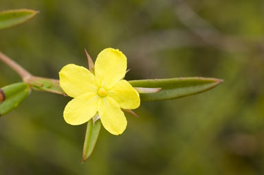 APII jpeg image of Hibbertia salicifolia  © contact APII
