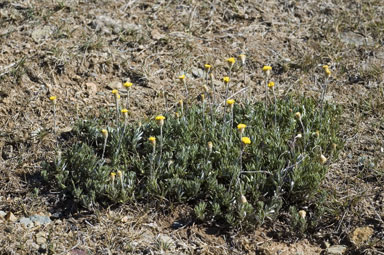 APII jpeg image of Leptorhynchos squamatus subsp. alpinus  © contact APII