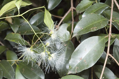 APII jpeg image of Syzygium oleosum  © contact APII