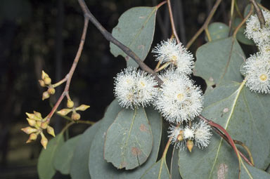 APII jpeg image of Eucalyptus camphora subsp. humeana  © contact APII