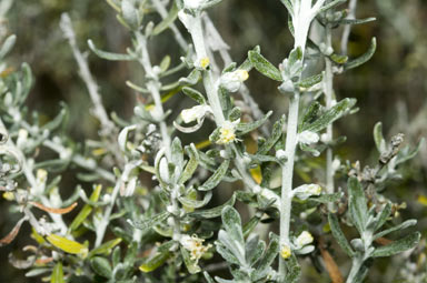 APII jpeg image of Olearia axillaris  © contact APII